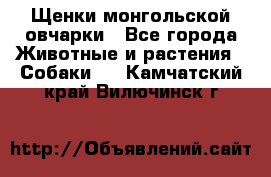 Щенки монгольской овчарки - Все города Животные и растения » Собаки   . Камчатский край,Вилючинск г.